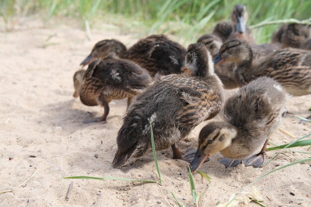 Ducklings came out of a stream overgrown with grass to eat