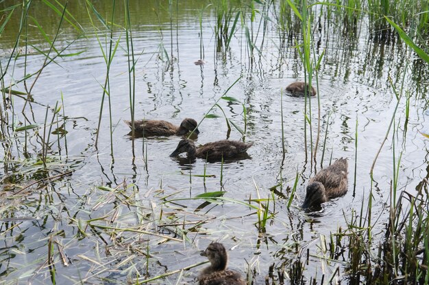 Ducklings came out of a stream overgrown with grass to eat