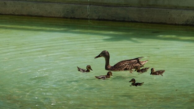 Ducklings in the clear water.