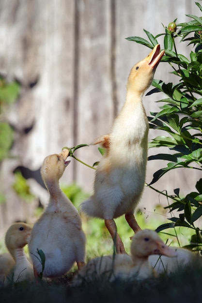 Ducklings jumping and playing in the flowers garden