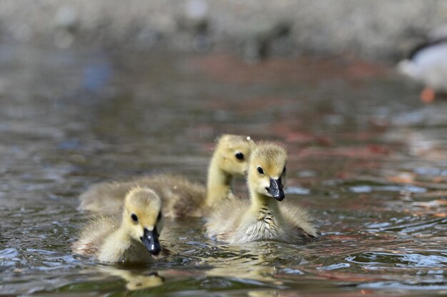 Photo ducklings in lake