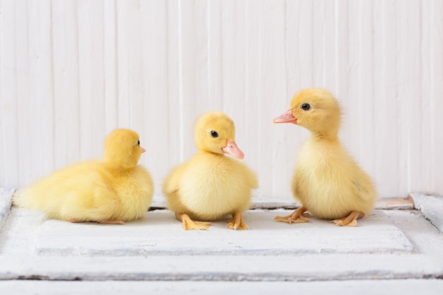 Ducklings on white wooden background