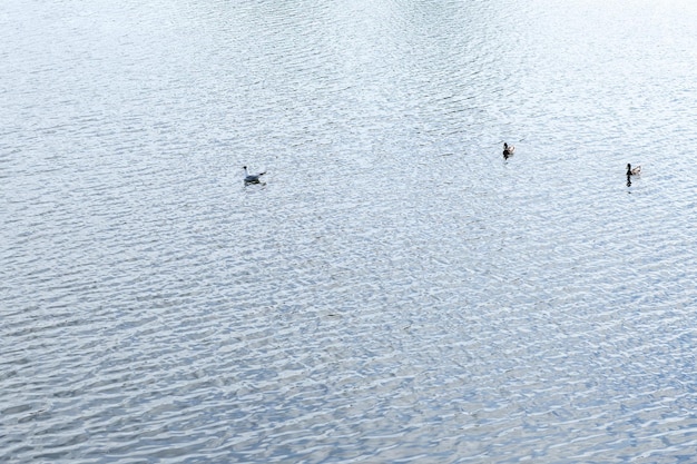 写真 水川の池の湖面に沿って泳ぐアヒルとカモメカモメが飛んで食べ物を探す