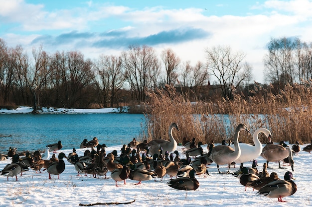 Photo ducks are next to lake during winte