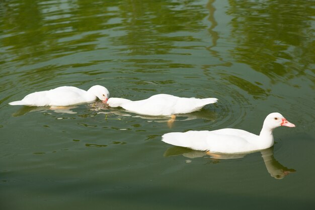 Ducks are swimming