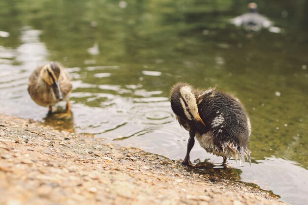 写真 湖岸のアヒル