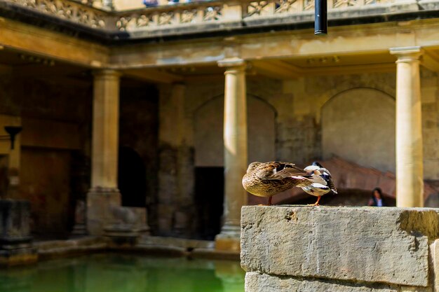 Ducks at the bath