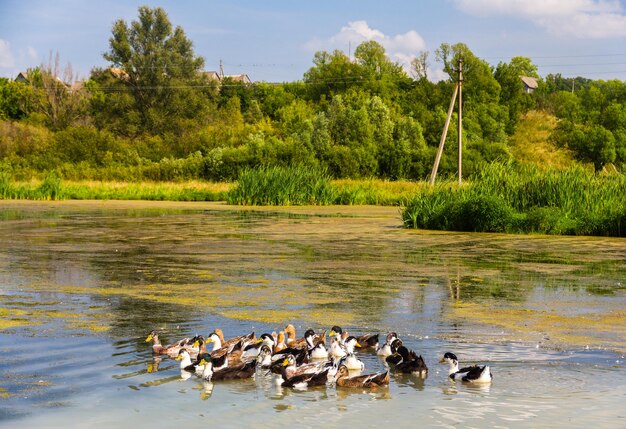 Anatre su un lago di palude - russia, regione di kursk