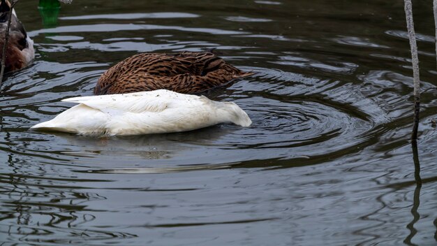 Ducks catch fish in the water