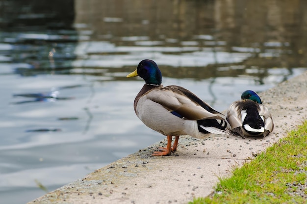 Ducks in the city park