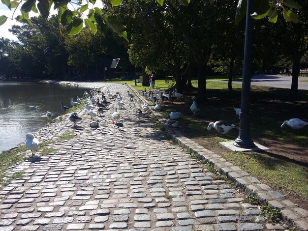 Ducks in the city pond Buenos Aires Argentina