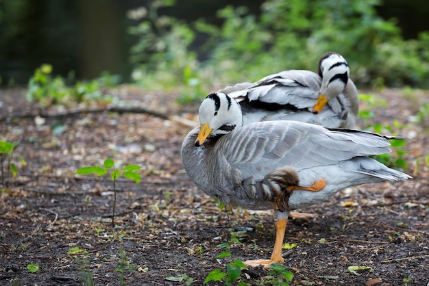 Ducks in a clearing in the wild