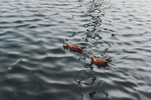 Ducks and a drake swim on water in a pond.