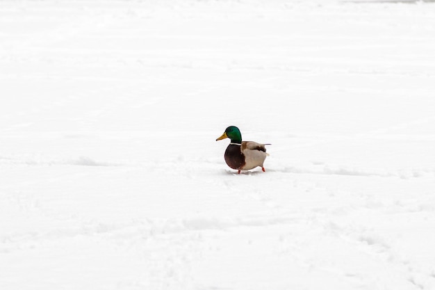 Ducks and drakes walk on snow and on a frozen lake