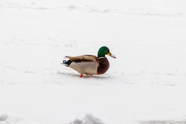 Ducks and drakes walk on snow and on a frozen lake