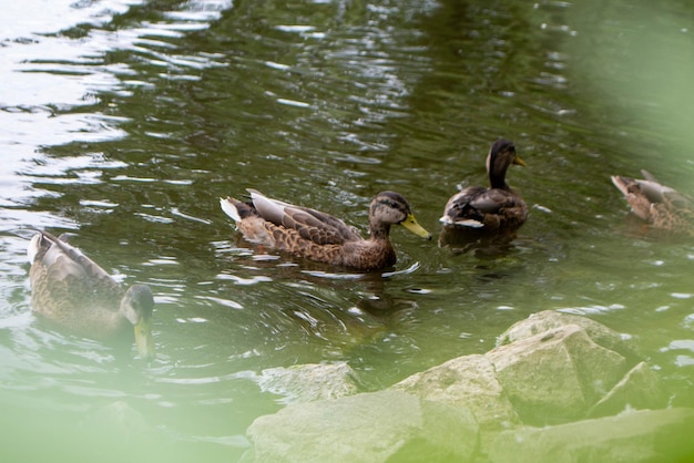 Утки наслаждаются жизнью в пруду в пасмурный день. Фото высокого качества