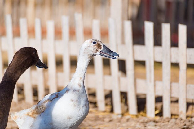 Ducks in farm, traditional farming