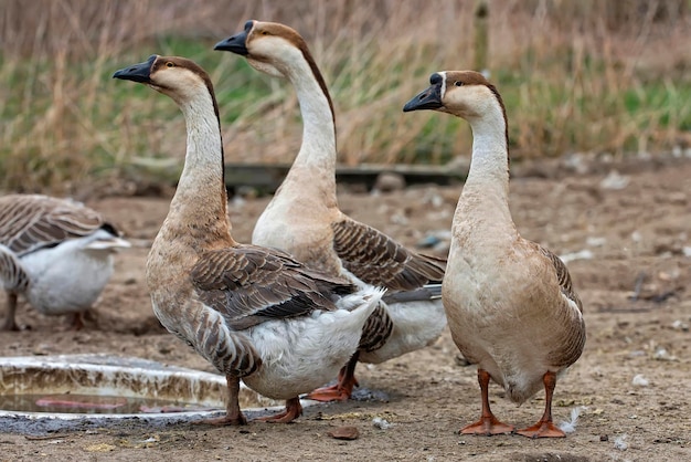 Ducks on the farm