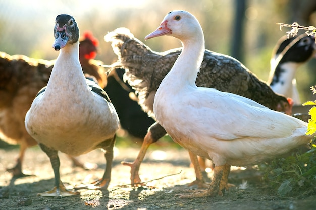 Ducks feed on traditional rural barnyard. Detail of a duck head. Close up of waterbird standing on barn yard. Free range poultry farming concept.