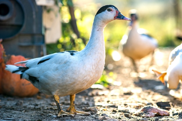 Photo ducks feed on traditional rural barnyard. detail of a duck head. close up of waterbird standing on barn yard. free range poultry farming concept.