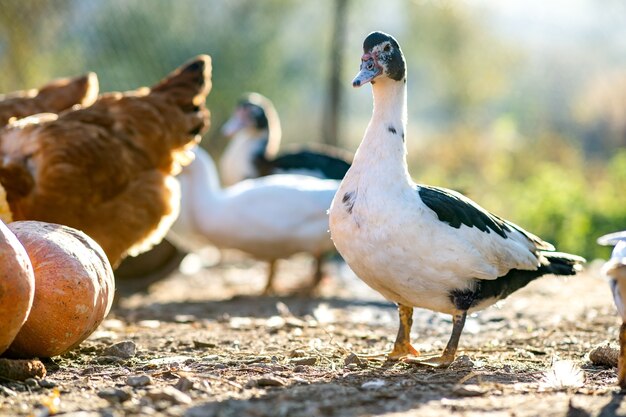 Photo ducks feed on traditional rural barnyard. detail of a duck head.