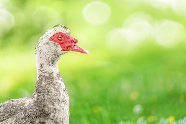 Ducks feed on traditional rural barnyard free range poultry farming concept