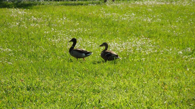 Photo ducks on a field