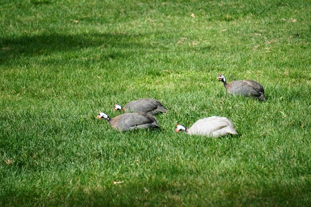 Photo ducks in a field