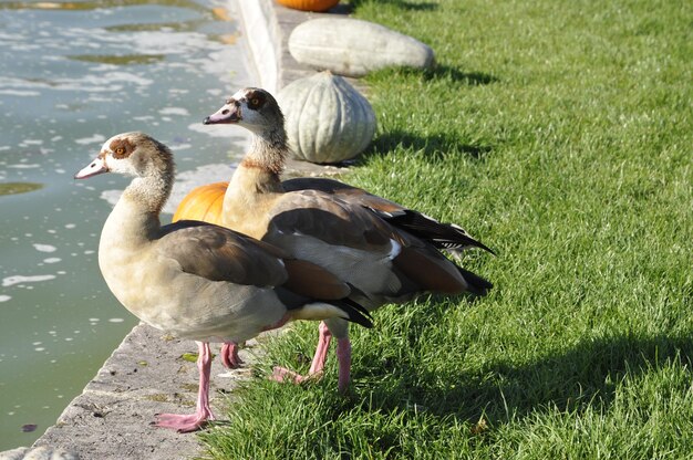 Photo ducks on a field