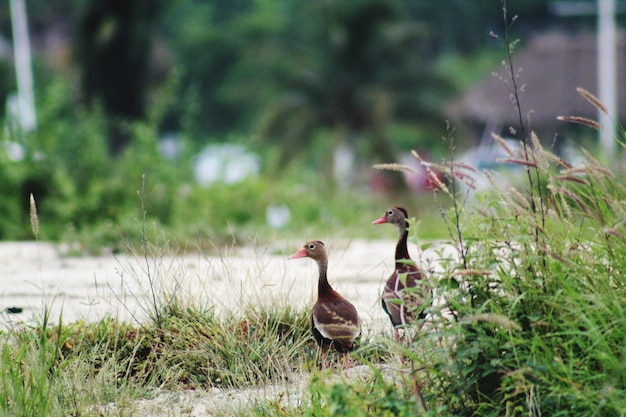 Ducks on a field