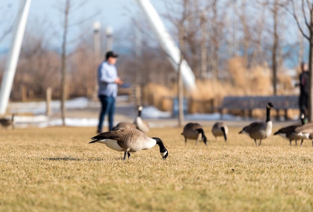 Photo ducks on field