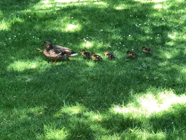 Ducks on a field