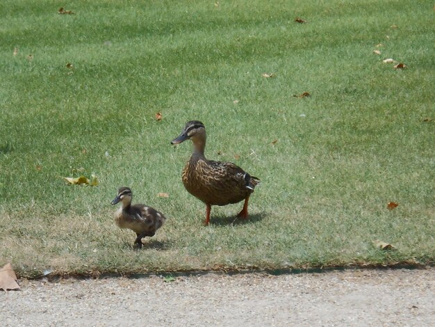 Ducks on a field