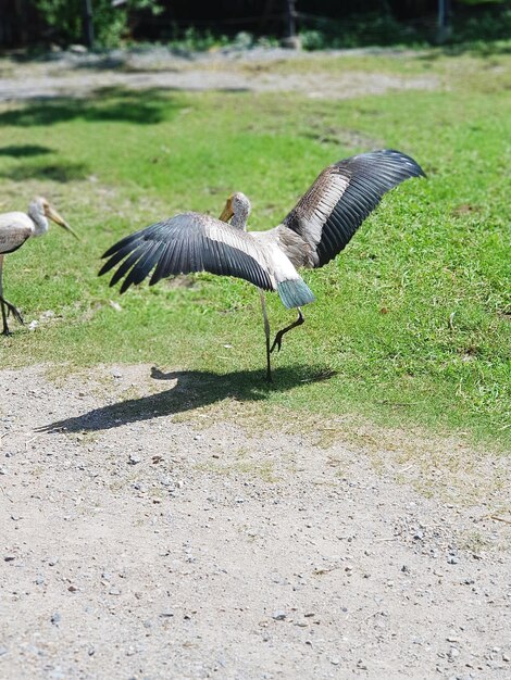 Foto anatre in un campo