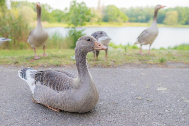 Photo ducks on field