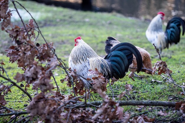 Photo ducks in a field