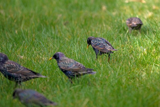 Ducks in a field