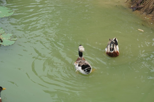 Ducks float on the water surface in the garden