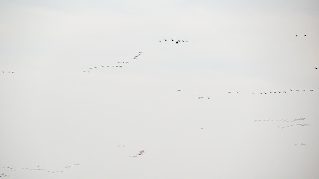 Photo ducks fly on a spring day