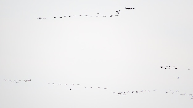 Photo ducks fly on a spring day