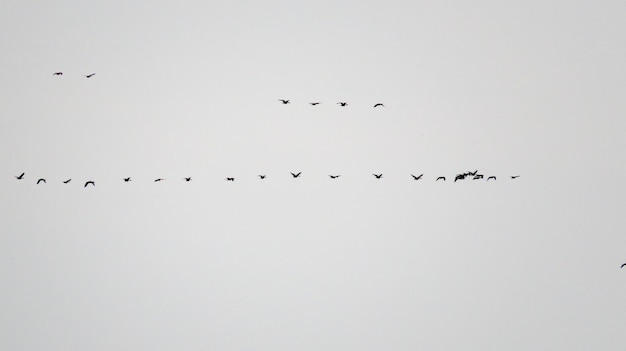 Photo ducks fly on a spring day