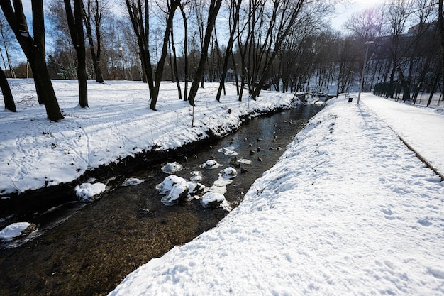 Ducks on frozen river at winter sunny day