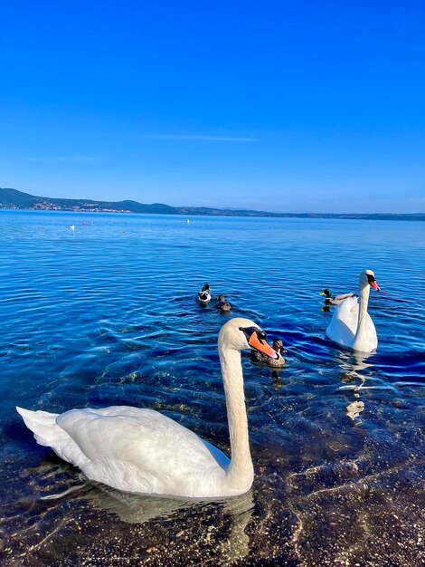 Ducks geese and swans