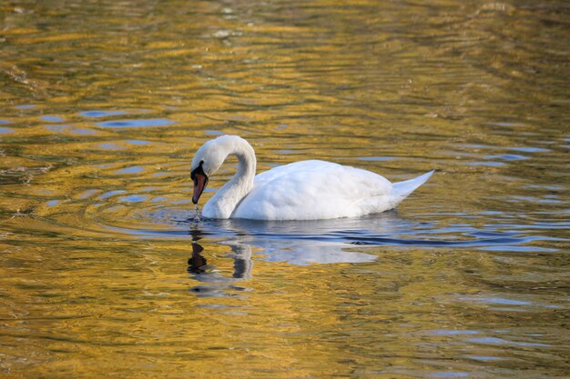 Ducks geese and swans