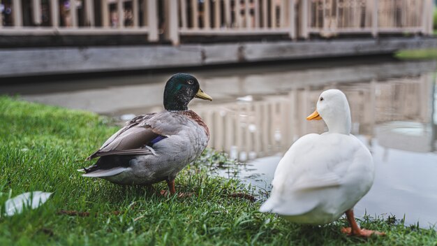 Ducks on the grass near the lake