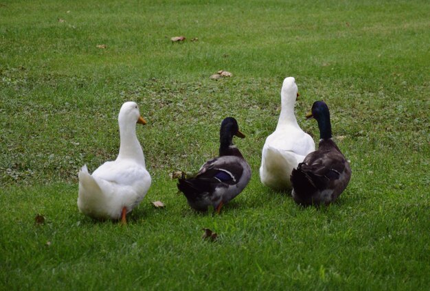 Ducks on grassy field