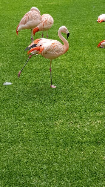 草原にあるアヒル