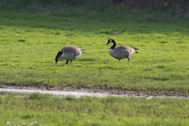 Photo ducks on grassy field