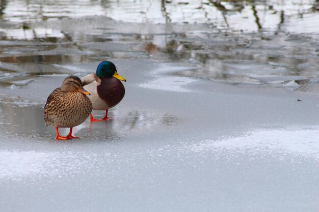 Photo ducks on ice