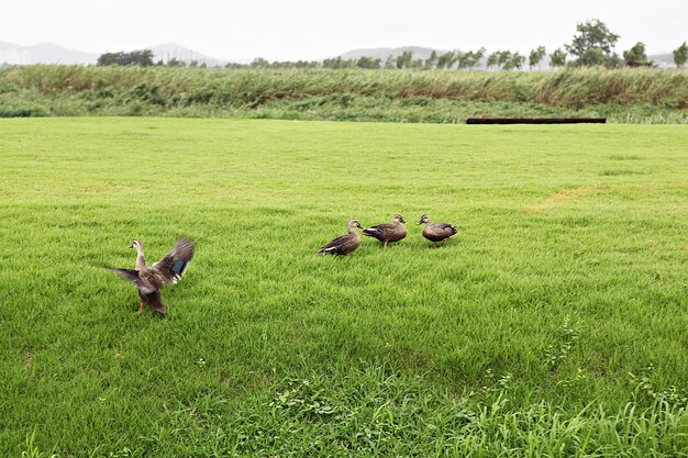 写真 畑にいるアヒル